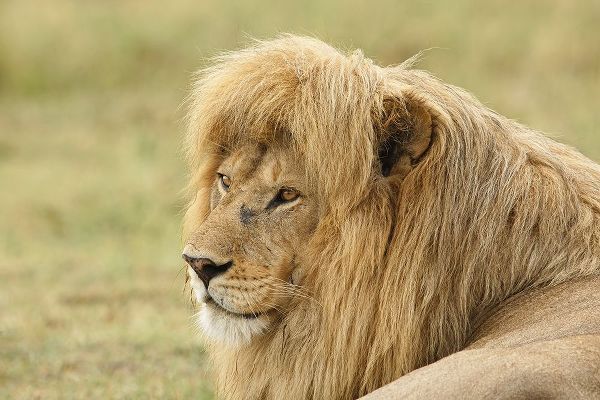 Blonde adult male lion-Panthera leo-Serengeti National Park-Tanzania-Africa